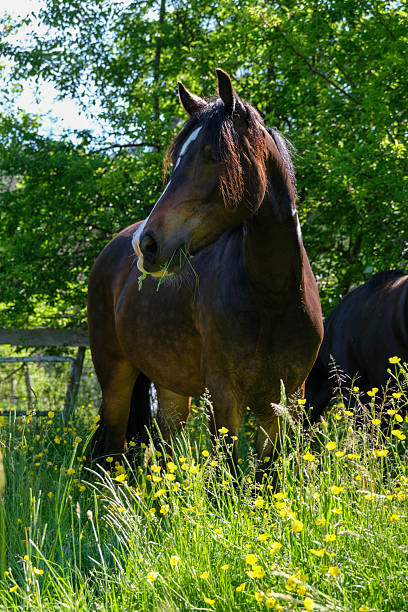 istock Bay horse eating grass 2254286544