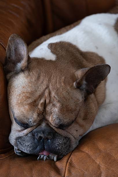 funny, supine bulldog enjoys her time on the sofa