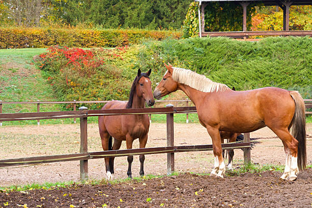 Horses on the ranch on sunny spring day, selective focus