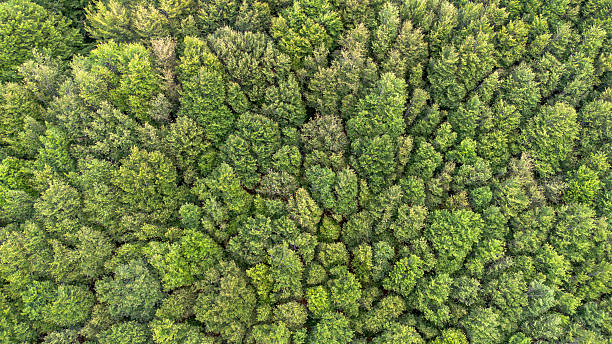 istock Drone shot of a forest with green trees 2254288038