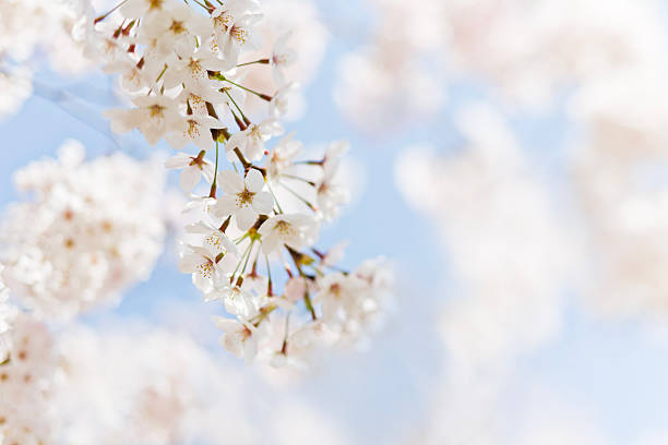 White Cherry Blossom on Beautiful Morning