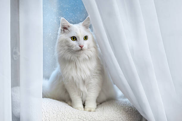 istock White Angora Cat on a Blanket in Front of a Window with Snow 2254291494