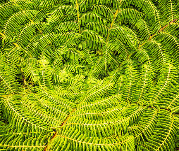 istock Tree fern close up 2254291846