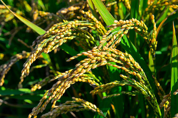 istock Mature rice in the field 2254292210