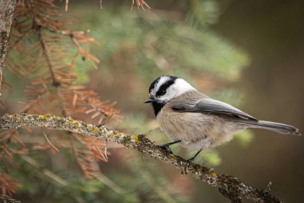 A profile view of a Black-capped Chickadee (Poecile atricapillus) perched on a conifer branch in the winter forest at Tie City Campground, Medicine Bow National Forest, Wyoming, USA.