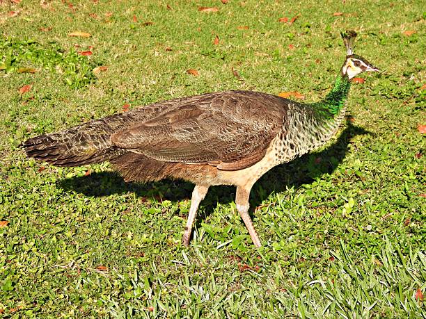 Male peacock bird with colorful feather. Peacock bird with colorful plumage in natural setting. Wildlife, nature, feathers, and exotic animal bird. Wildlife in summer outdoors.