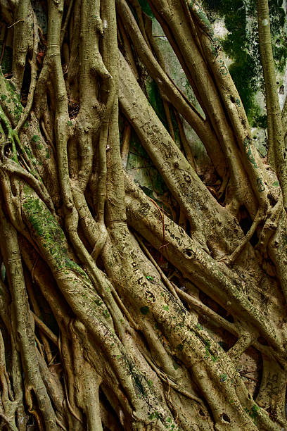 Veracruz city, Veracruz state, Mexico - August 8, 2024: Casa de Hernan Cortes, Venustiano Carranza, old walls shrouded in ancient tree roots.