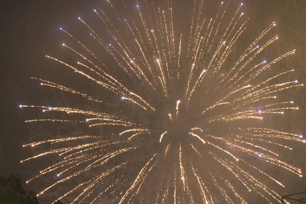Vibrant fireworks erupt in gold across a dark night sky, creating a festive, awe-filled moment. Radiant trails illuminate treetops below, conveying celebration, wonder, and shared joy.
