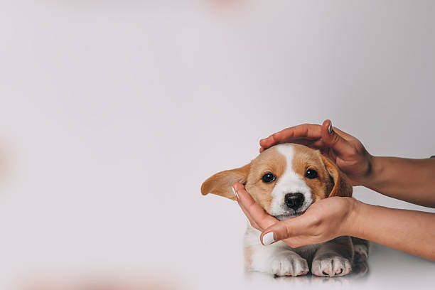 istock Adorable and small corgi puppy 2254296335