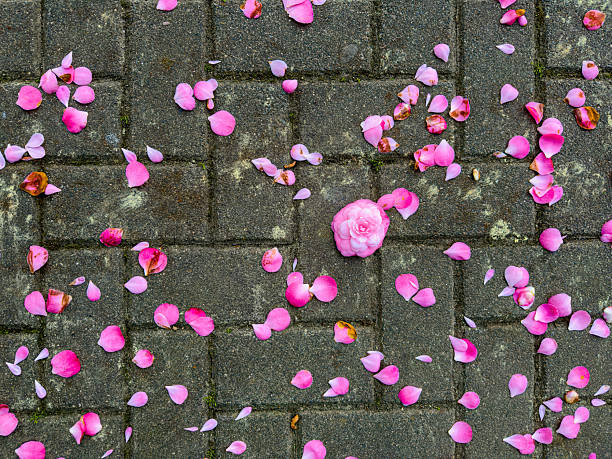 Scattered Pink Flower Petals on Gray Brick Pavement Texture