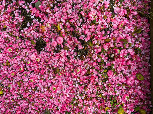 Fallen Camellia Flowers and Petals Scattered on Green Grass