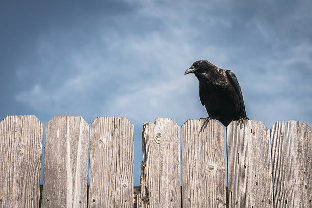 istock Crow On A Fence 2254296373