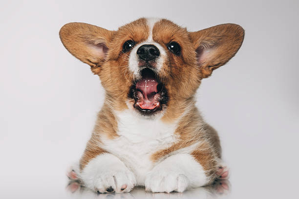 istock Adorable and small corgi puppy 2254296415