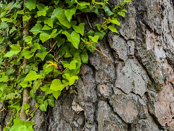 Green Ivy Leaves Climbing Up Rough Tree Bark Texture