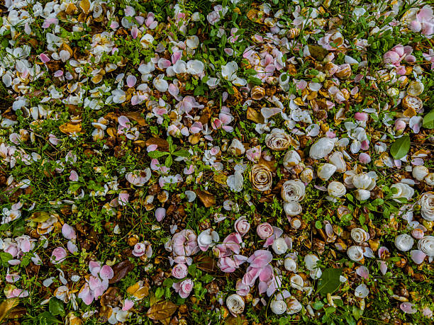Fallen Camellia Flowers and Petals Scattered on Green Grass