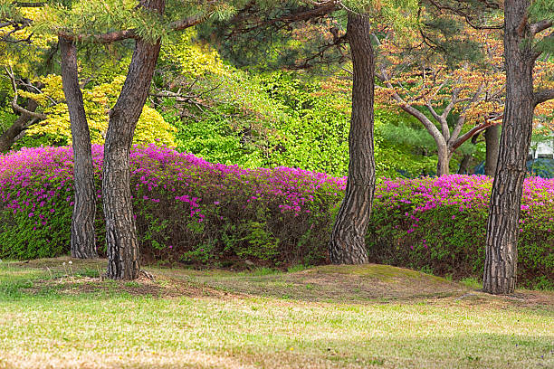 Seoul Cheongwadae Korea