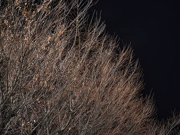 Tokyo,Japan - January 2, 2026: Branches, all the leaves have fallen, at winter night