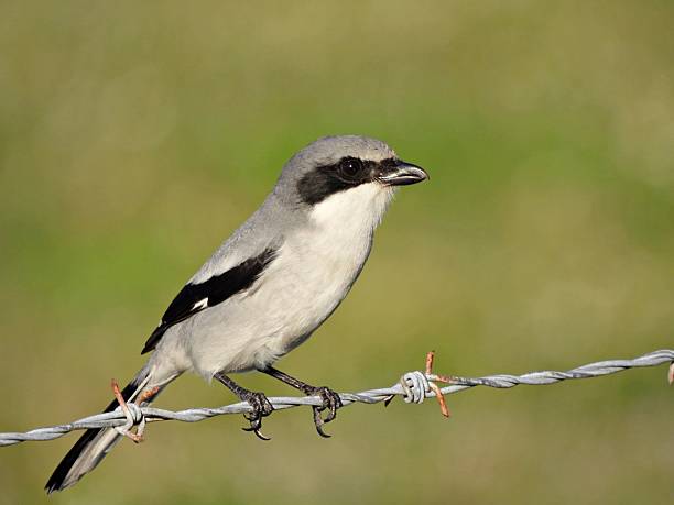 istock Loggerhead Shrike (Lanius ludovicianus) - perched on a barbed wire fence 2254299449