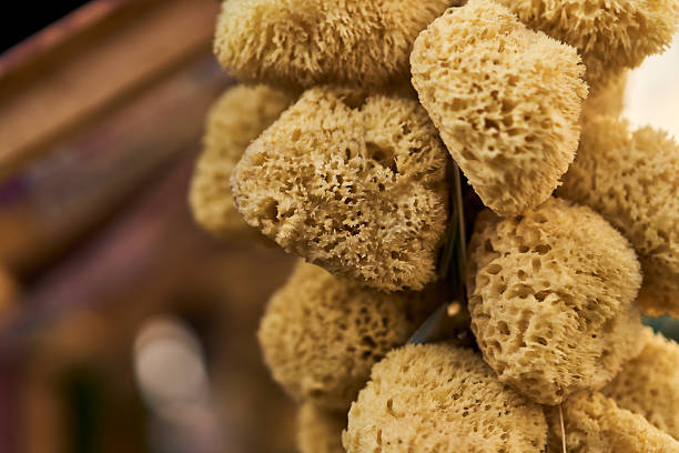 A close-up shot of several raw, natural sea sponges hanging together on display, highlighting their unique porous texture and soft golden-tan color against a warm, blurred background.
