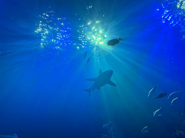 istock Shark in an aquarium 2254302510