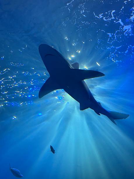 istock Shark in an aquarium 2254302511