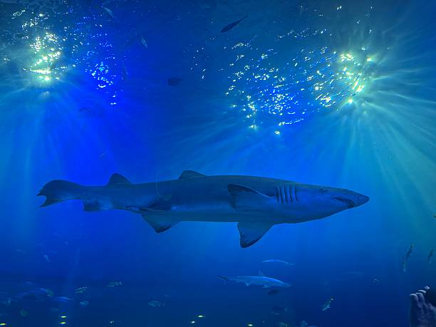 istock Shark in an aquarium 2254302606