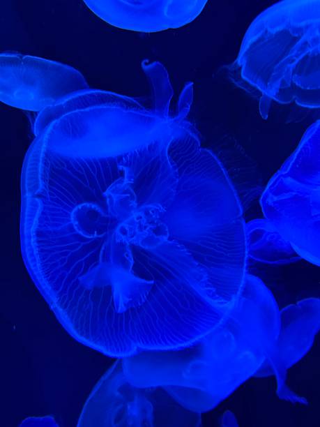 istock Jellyfish in an aquarium 2254303607