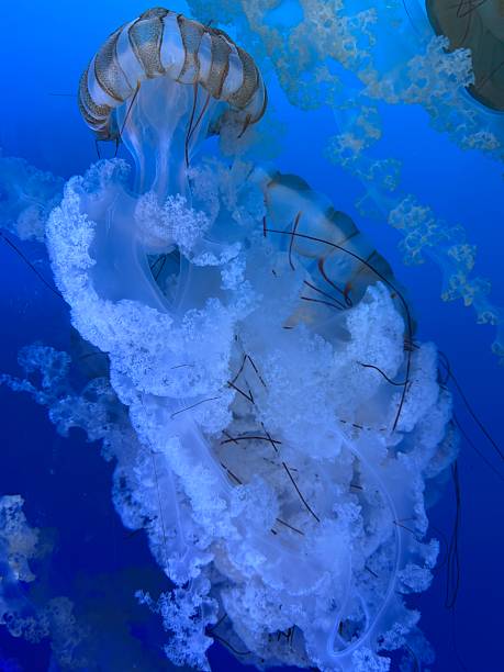 istock Jellyfish in an aquarium 2254303615