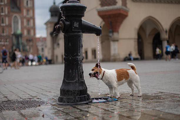A medium-sized dog walks through a European cobblestone square surrounded by historic buildings. The photo captures a casual moment in soft morning light.