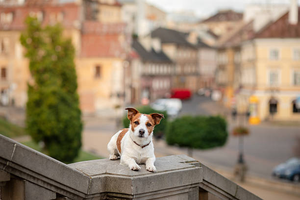 Young dog visiting Manhattan, New York City for the first time