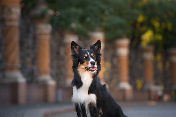 Border Collie sits on stone surface in a shaded tree-lined area. The symmetrical background and centered pose create harmony.