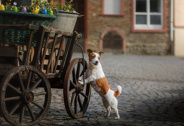 A small dog with brown and white fur sits on the ground, looking up with curiosity. It is surrounded by dry leaves in a wooded area, showcasing an autumnal atmosphere.