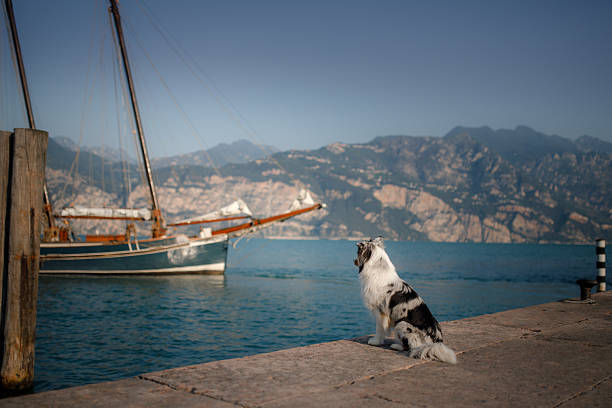 A Border Collie sits on a concrete dock with a sailboat in the background. The calm water and moored boat create a travel-themed shot.