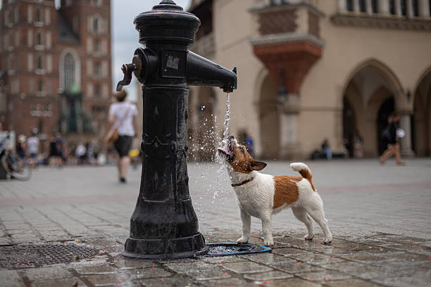 A dog sniffs a black post in a quiet town square surrounded by classic architecture. The frame captures urban exploration and daily routine.