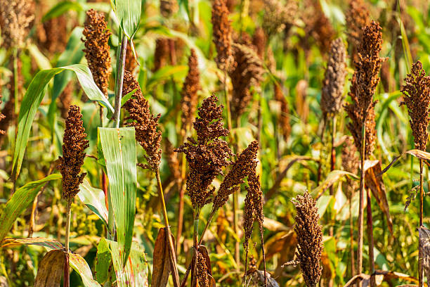 istock Sorghum is growing in the field. 2254307370