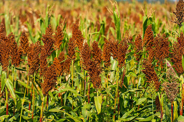 istock Sorghum is growing in the field. 2254307379