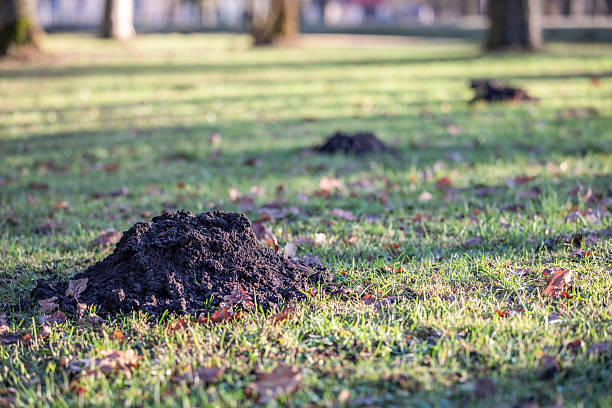 istock Molehill On Green Lawn Indicating Underground Animal Activity 2254307480
