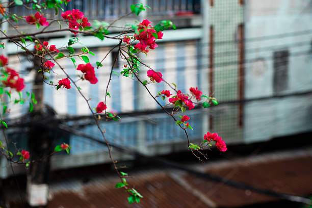 Tree with pink flowers is in front of a building. The flowers are in full bloom and the tree is very tall