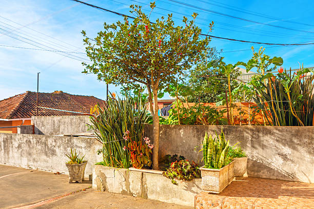 Garden bursts with greenery beside a tiled patio and concrete wall, framed by rooftops and a clear sky. Snake plants in planters add structure to the vibrant mix of tropical foliage and flowers