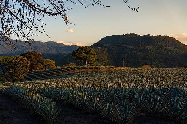 istock The agave of Tequila. 2254309600