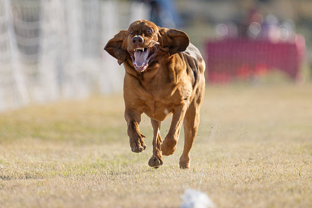 Funny face on a bloodhound as he is running in a fast cat lure chase game