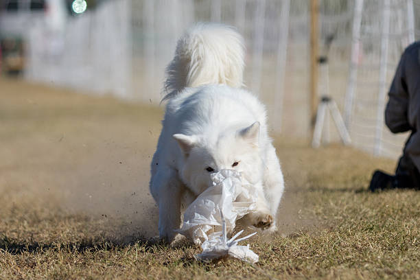 White Samoyed dog grabbing a baggie during a fun fast cat lure game