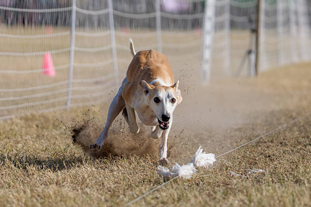 istock Tan and white whippet dog focused on catching the lure 2254311315