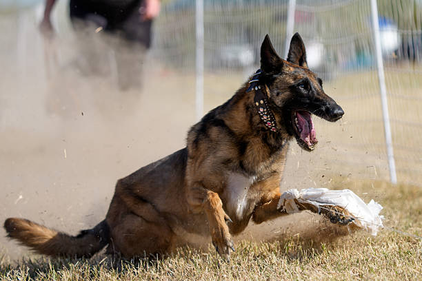 German shepherd dog at the end of a fast cat chase game sliding in the grass