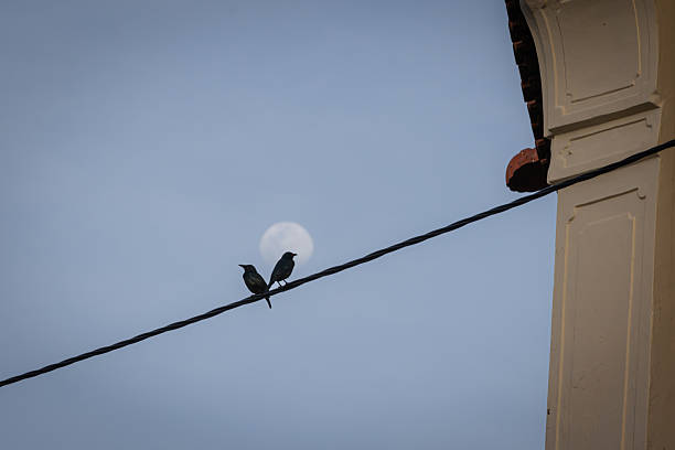 Birds are standing on electric cable with full moon background.Penang Island - Malaysia.