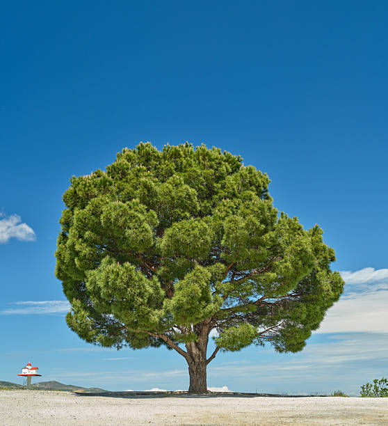 Photo from Greece: A solitary, broad-canopied pine stands on a light, sandy foreground beneath a vivid blue sky. The scene conveys calm, solitude, and timeless nature in a Greek coastal setting, with a distant, small structure hinting at human presence. Perfect for serene outdoor, travel, or nature themes in Greece.