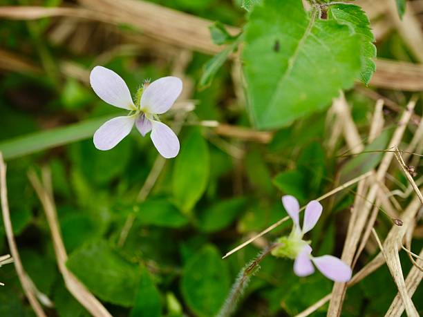istock Manchurian Violet Flowers 2254312598