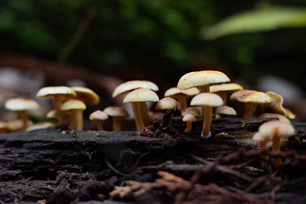 istock Cluster of sulphur tuft mushroom on decayed tree trunk. 2254312934