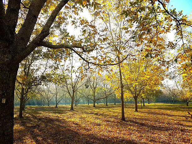 This Australian Pecan Orchard is home to 400 trees and creates a vast landscape of natural beauty. The scenery changes with the seasons.
