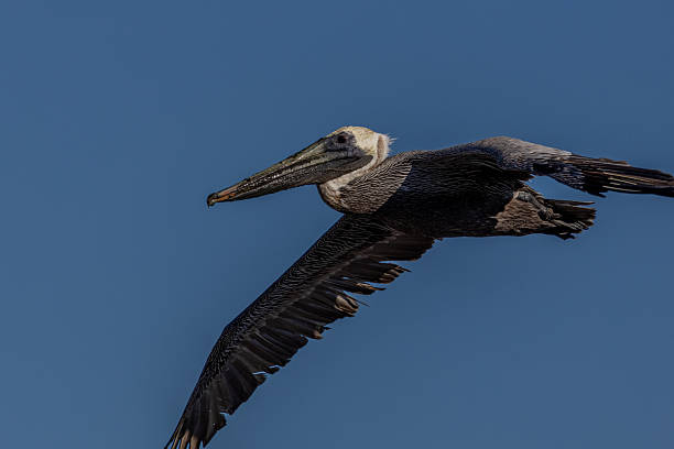 istock A brown pelican soars in flight with wings fully extended against a clear blue sky. 2254314400